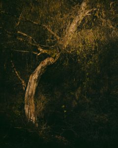 A single bent tree, washed in golden light at sunset, again a black background