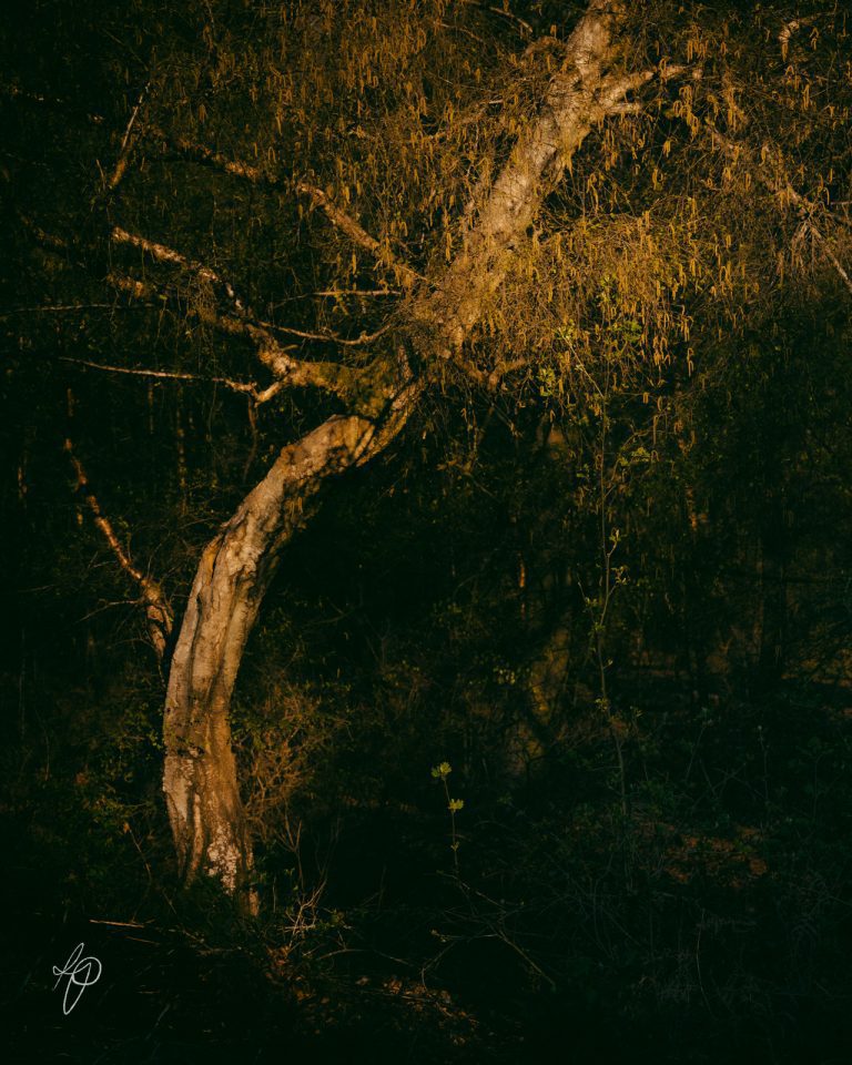 A single bent tree, washed in golden light at sunset, again a black background